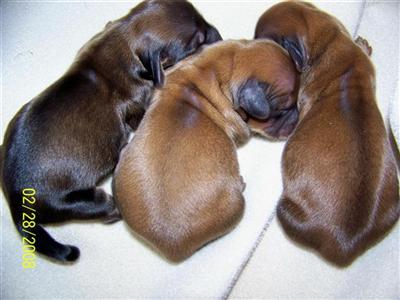 Rescue Dogs